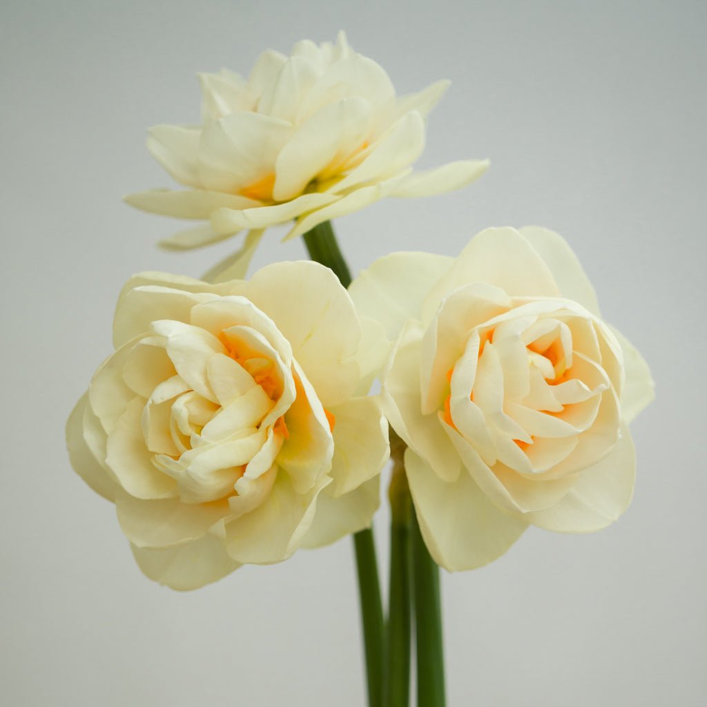 Gay Kybo - Special Narcissus - Fluwel