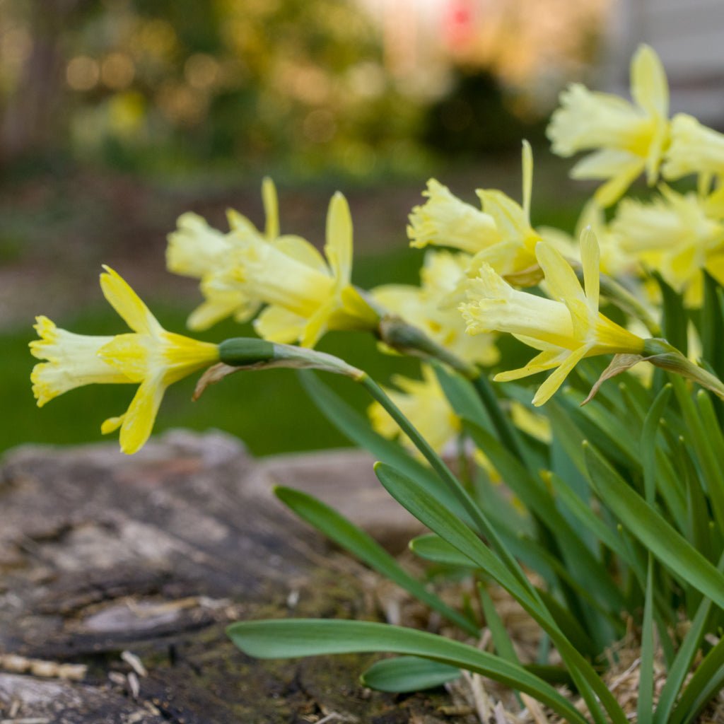 Gipsy Queen - Special Narcissus - Fluwel