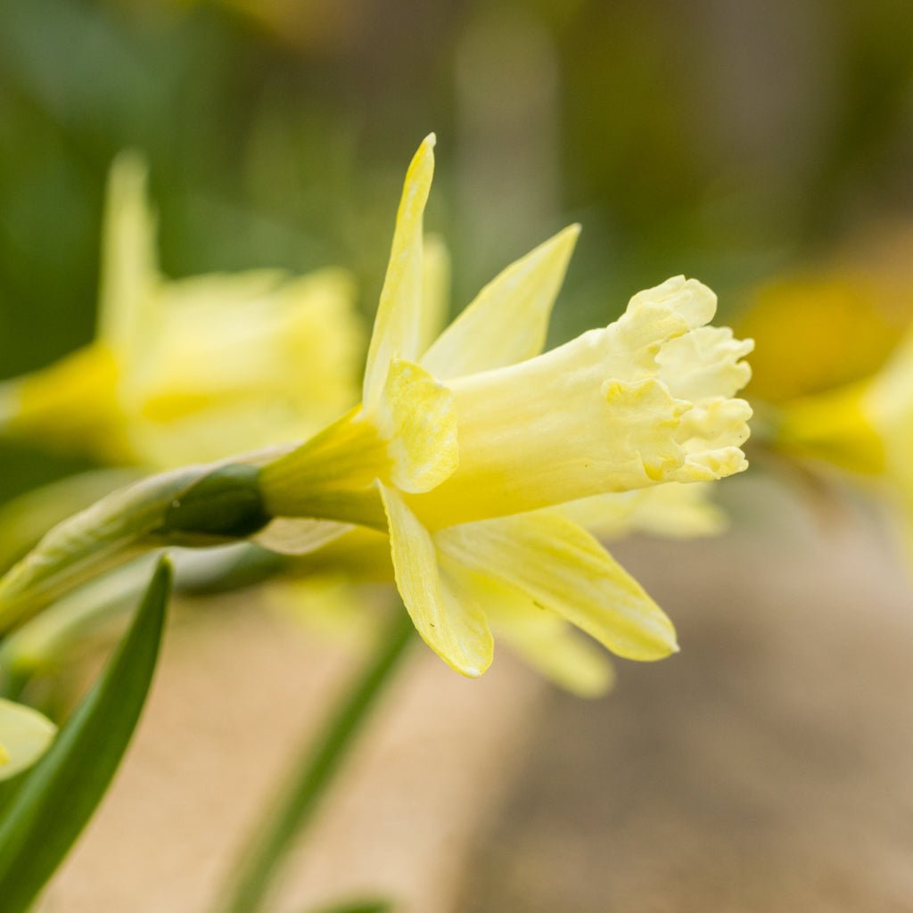 Gipsy Queen - Special Narcissus - Fluwel