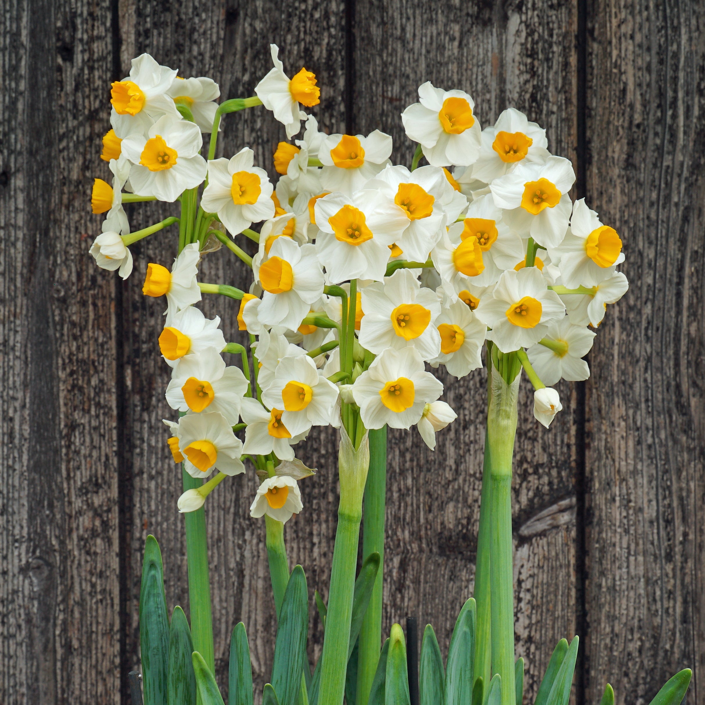 Gloriosus - Narcissus - Fluwel