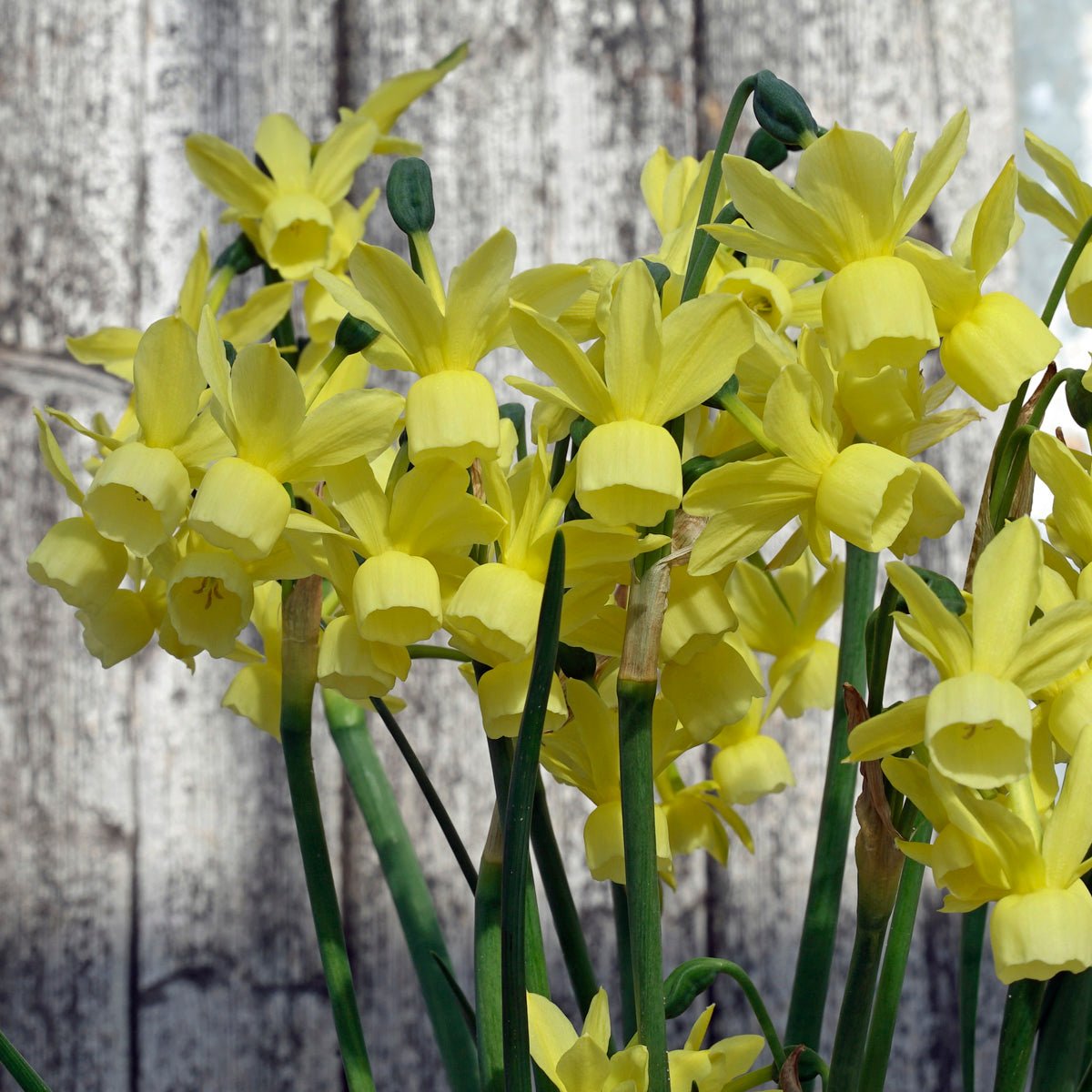 Golden Symphony - Special Narcissus - Fluwel