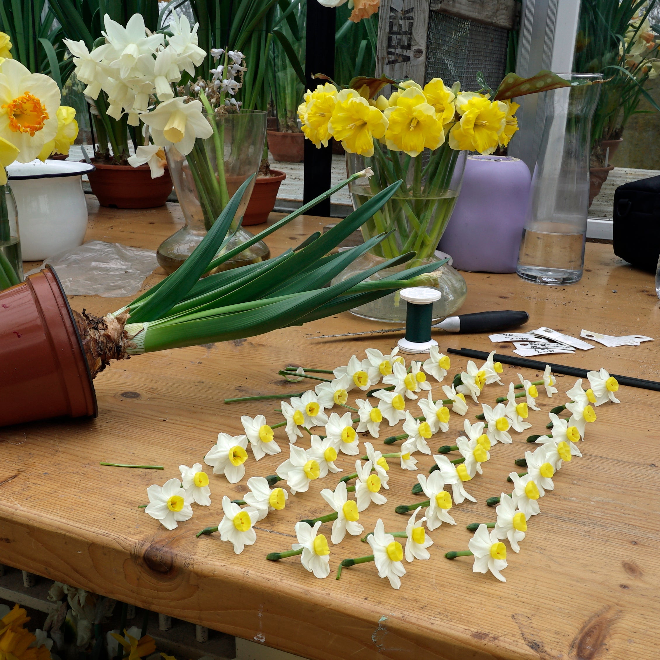 Grand Monarch - Special Narcissus - Fluwel