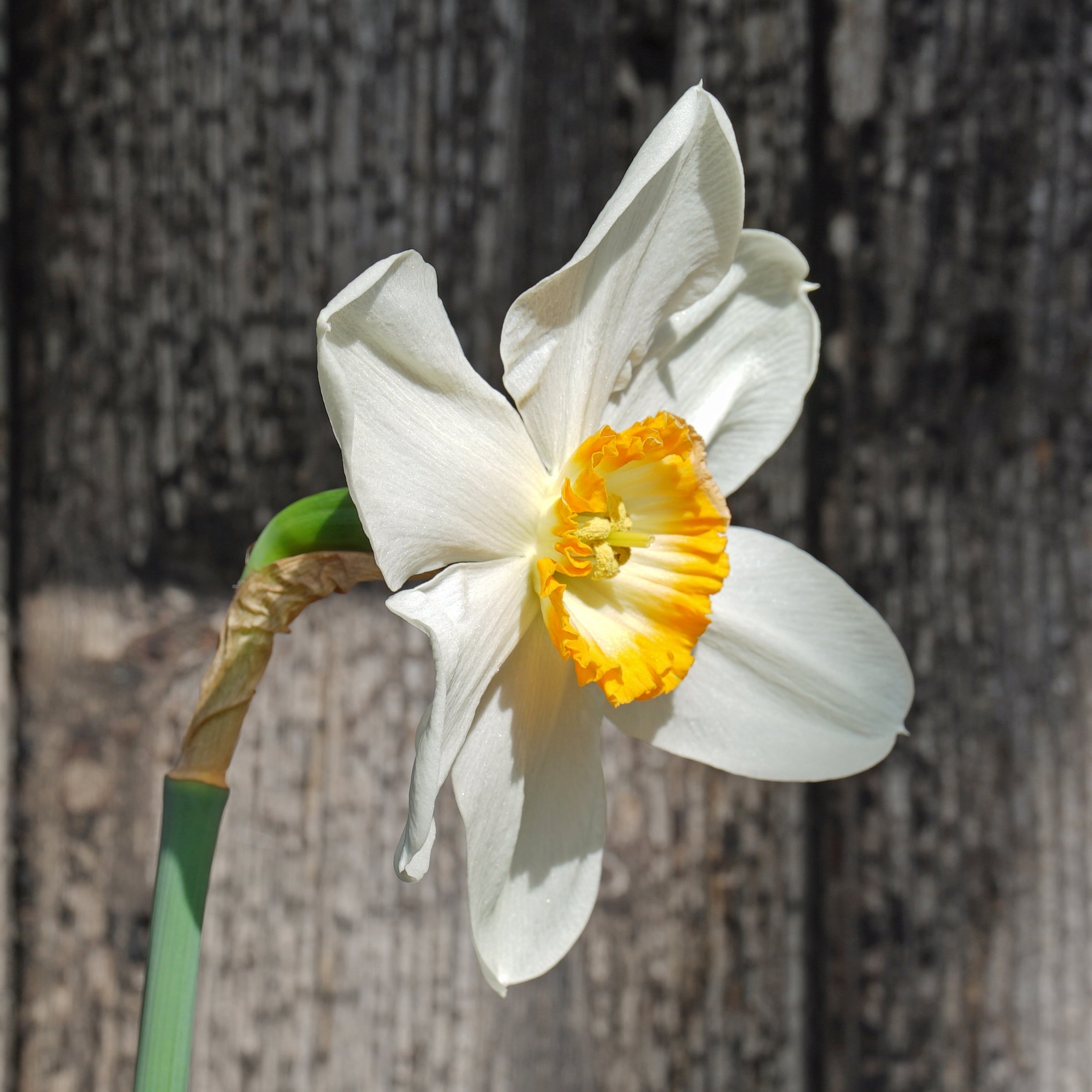 Hassan the Goat - Special Narcissus - Fluwel