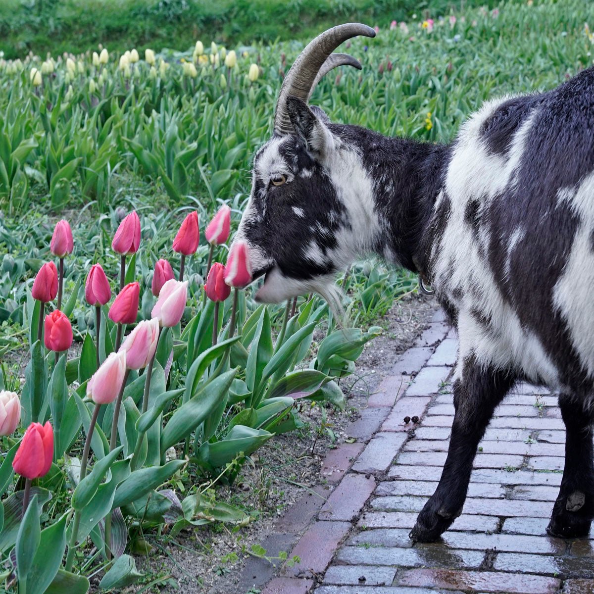 Hassan the Goat - Special Narcissus - Fluwel