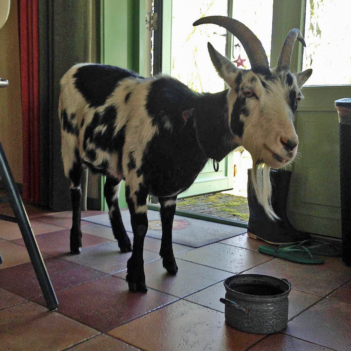 Hassan the Goat - Special Narcissus - Fluwel