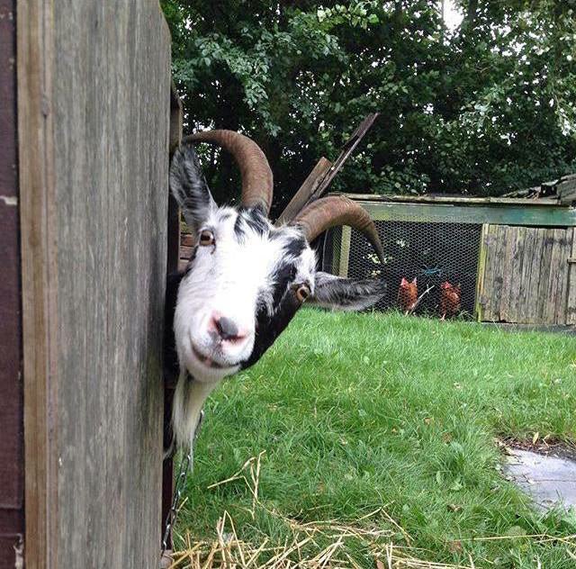 Hassan the Goat - Special Narcissus - Fluwel