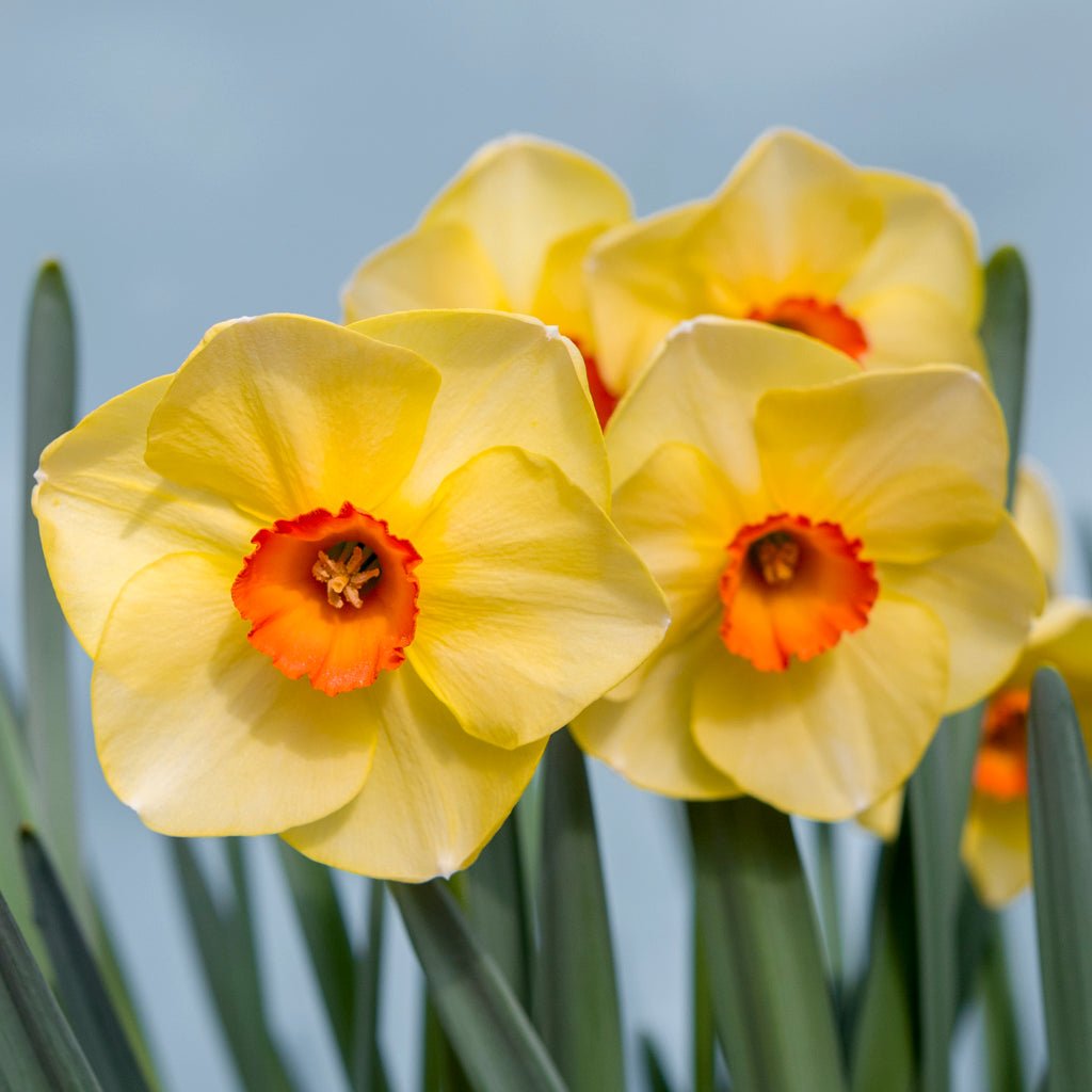 Hot Choice - Special Narcissus - Fluwel