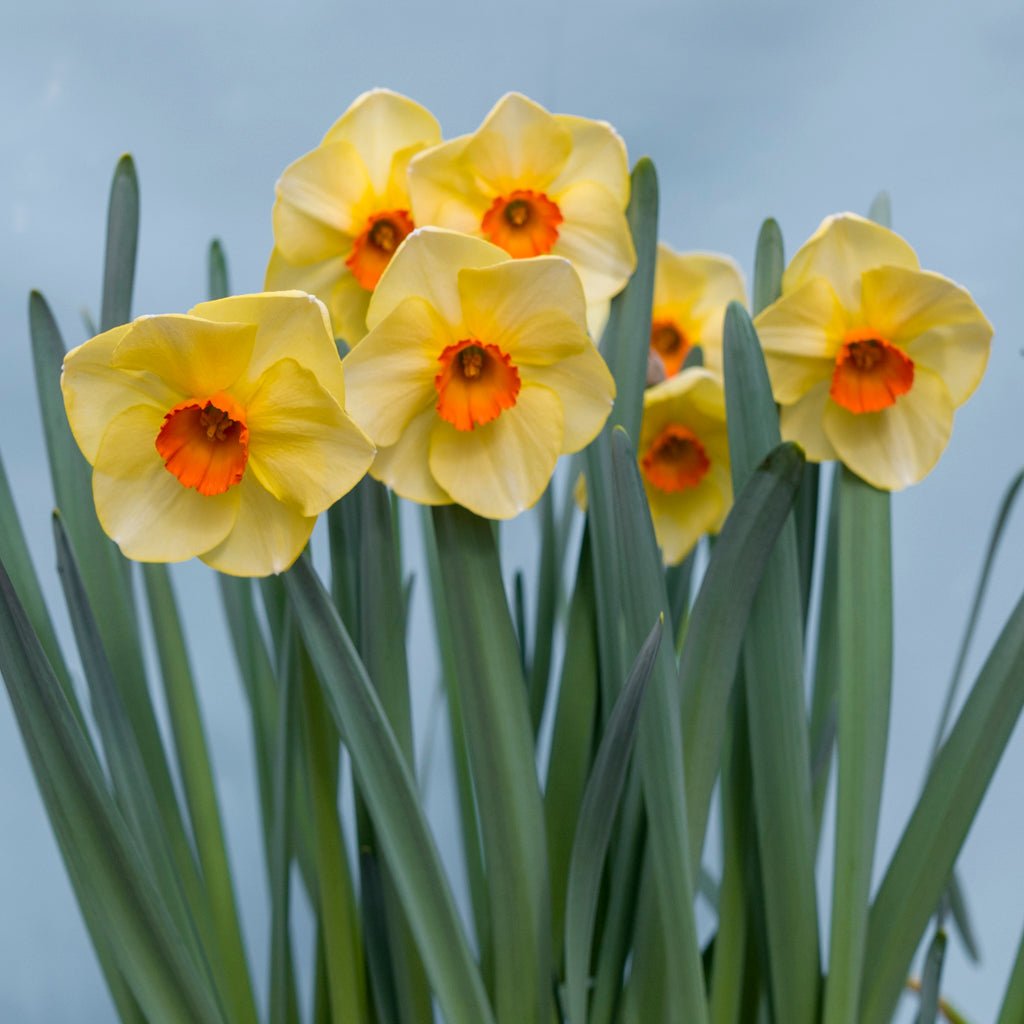 Hot Choice - Special Narcissus - Fluwel