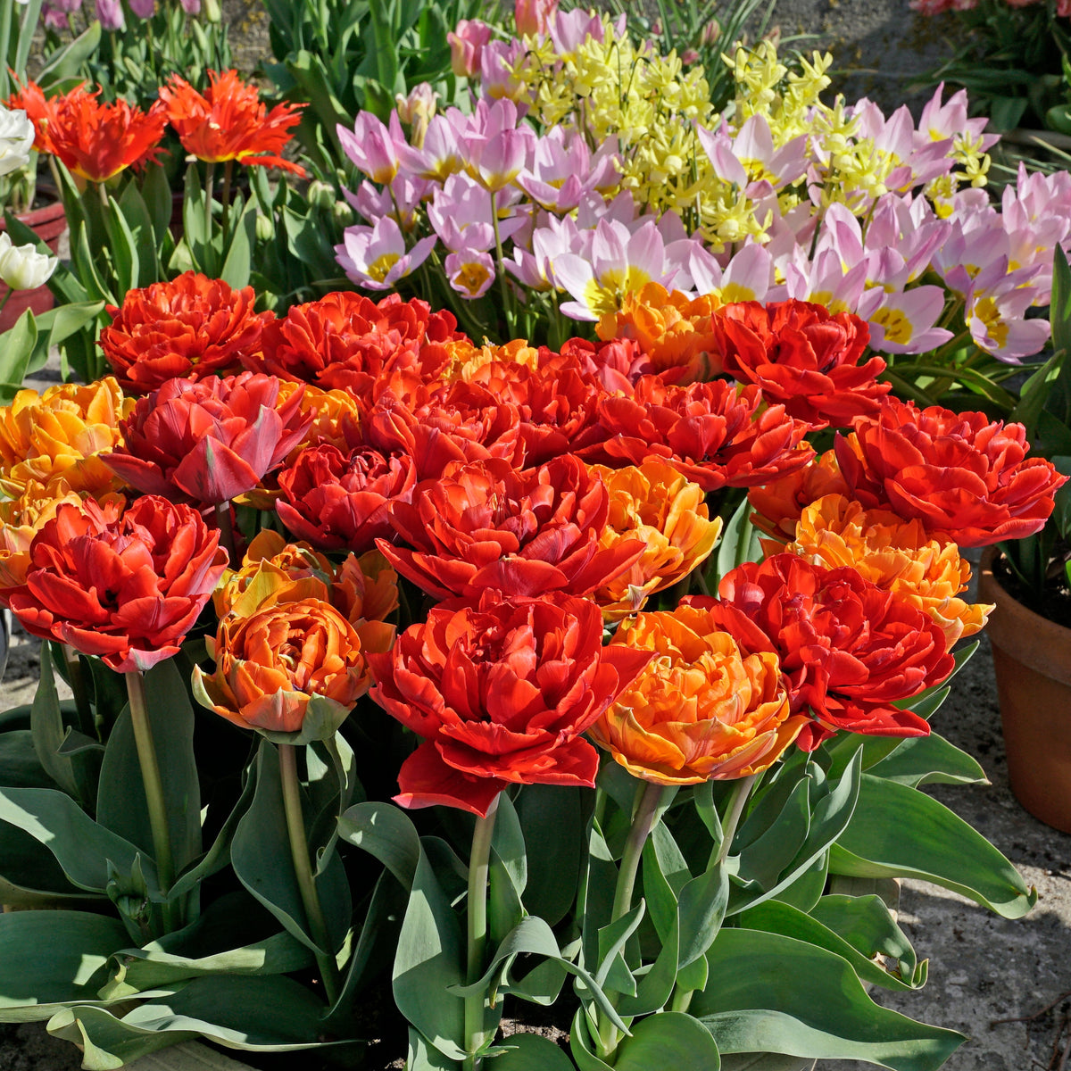 Hot Item - Mixes - Fluwel