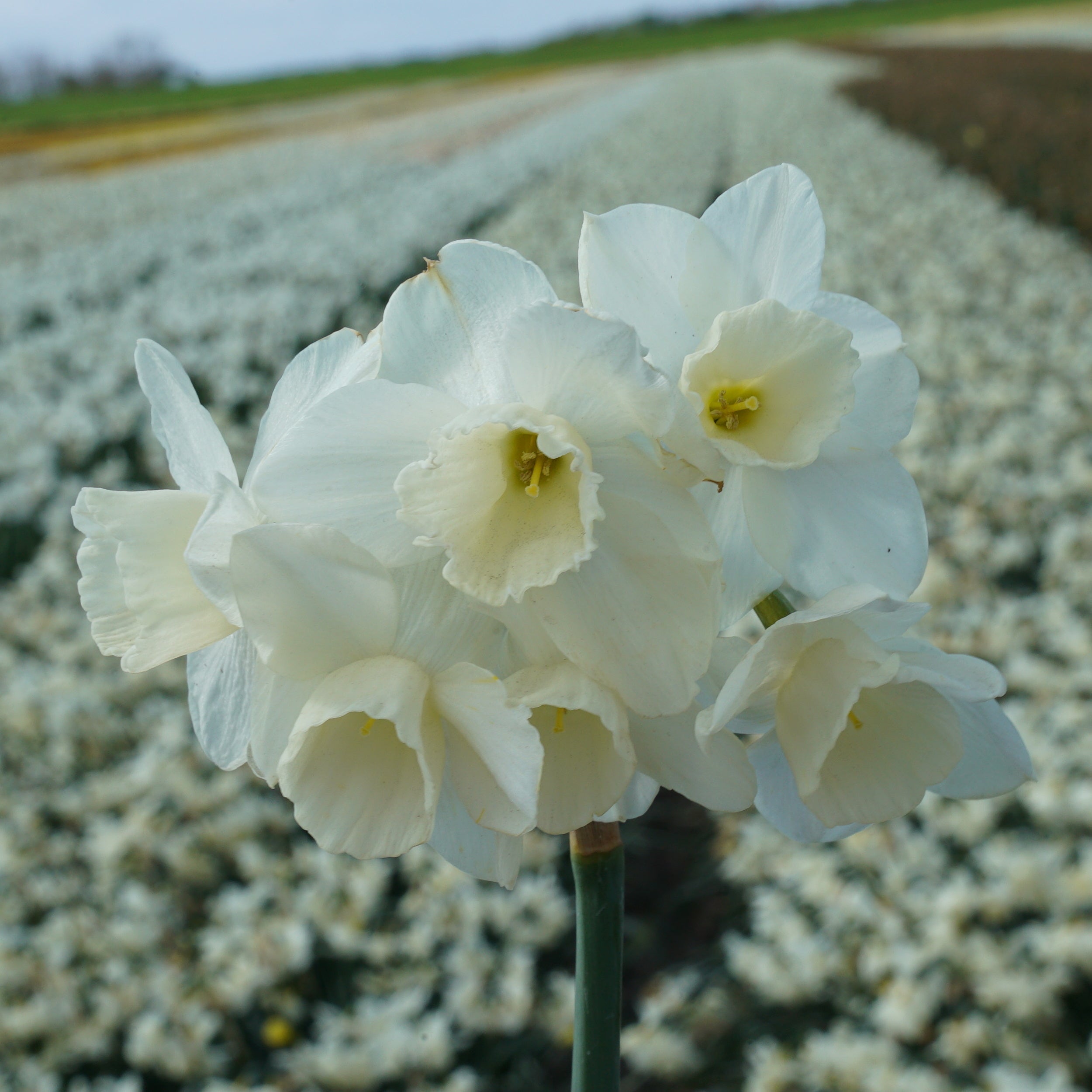 Hunter Morn - Narcissus - Fluwel
