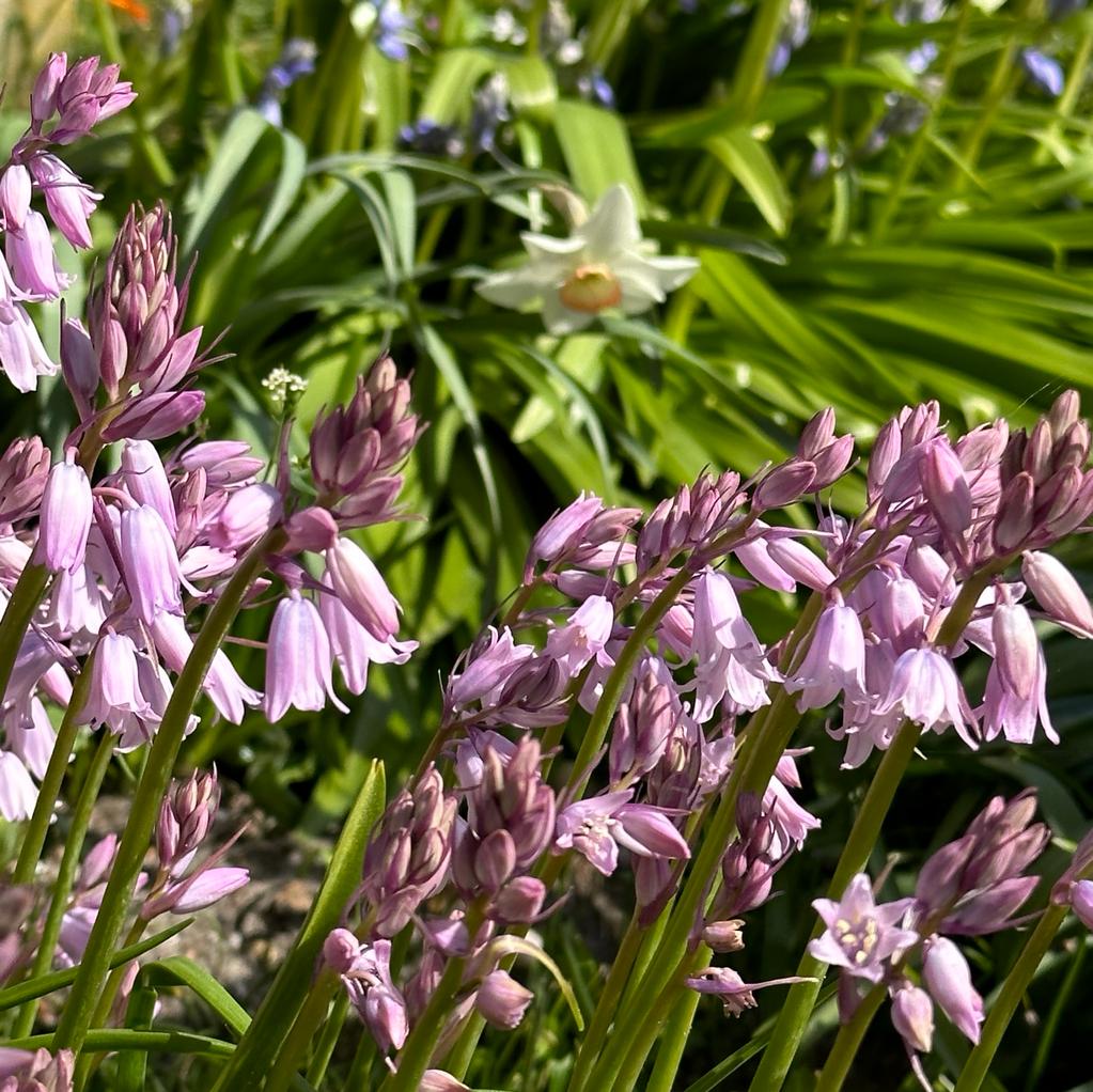 Hyacinthoides hispanica Rose Queen - Spring specialty bulbs - Fluwel