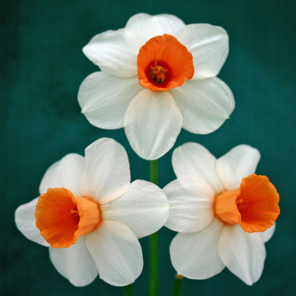 Hyperbole - Special Narcissus - Fluwel
