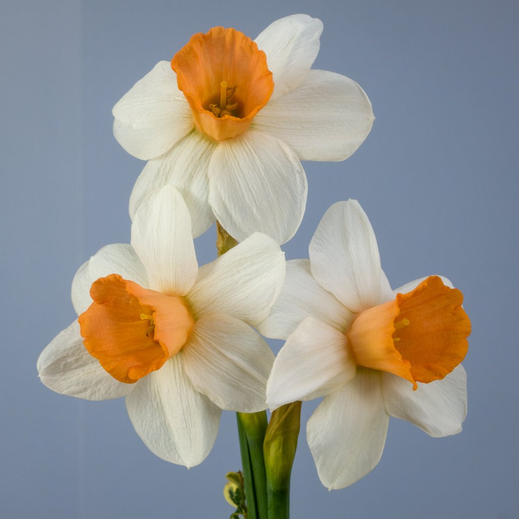 Hyperbole - Special Narcissus - Fluwel
