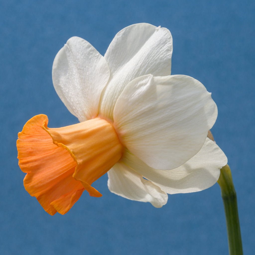 Hyperbole - Special Narcissus - Fluwel