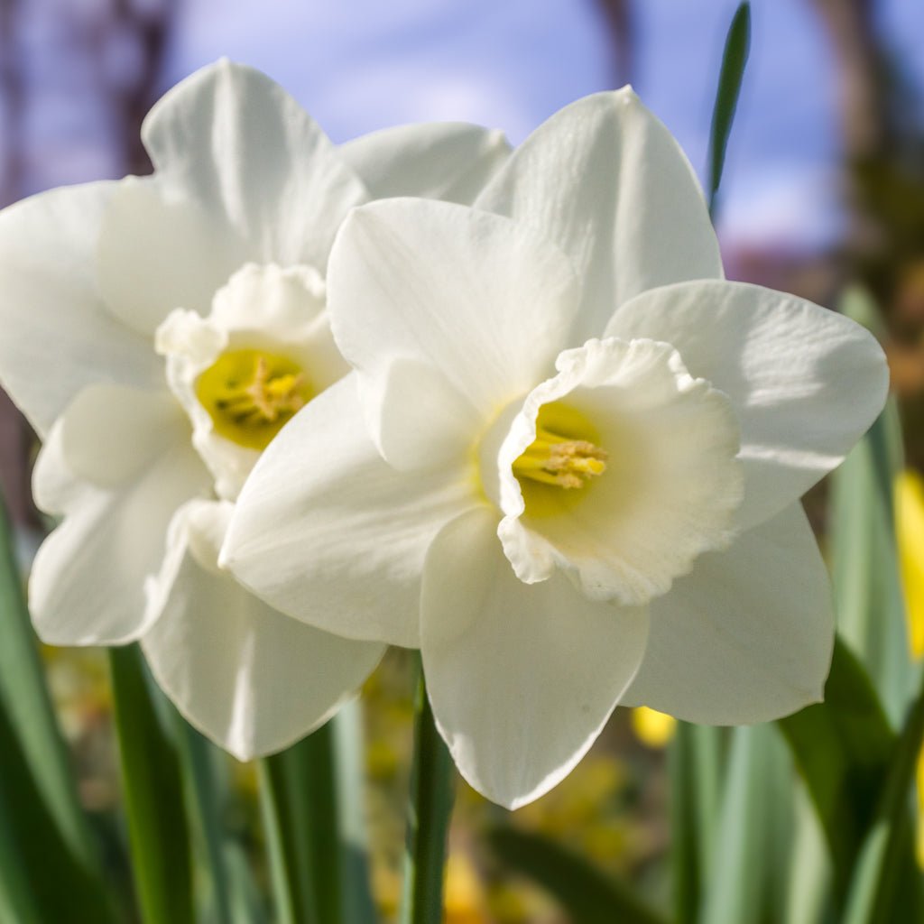 I Love You - Special Narcissus - Fluwel