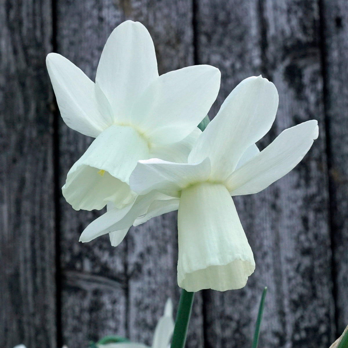 Ice Wings - Special Narcissus - Fluwel