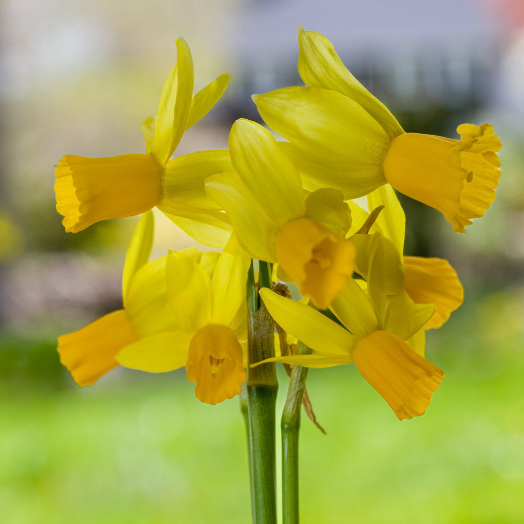 Jumblie - Special Narcissus - Fluwel