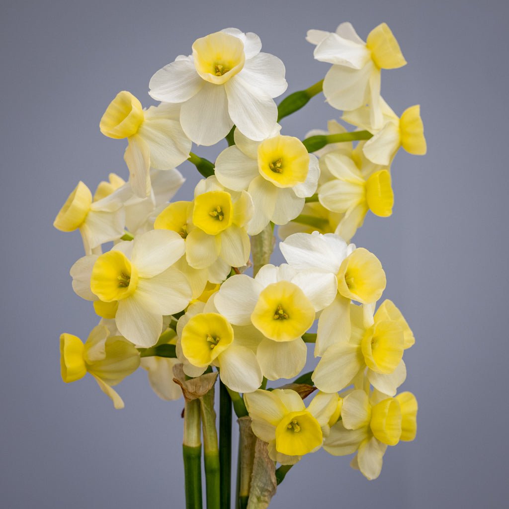 KayKay - Special Narcissus - Fluwel