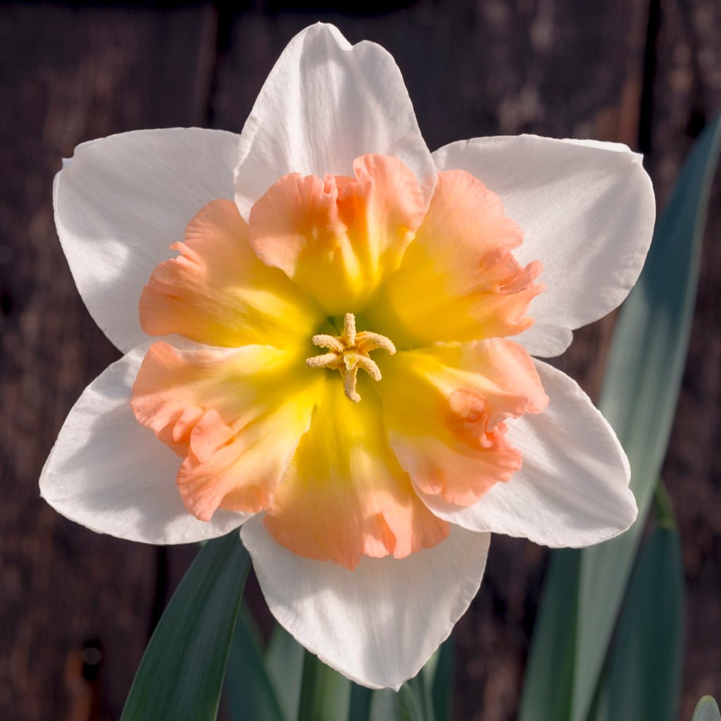 Lady B - Special Narcissus - Fluwel