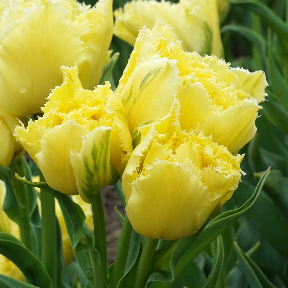 Lemon Shoot - Tulips - Fluwel