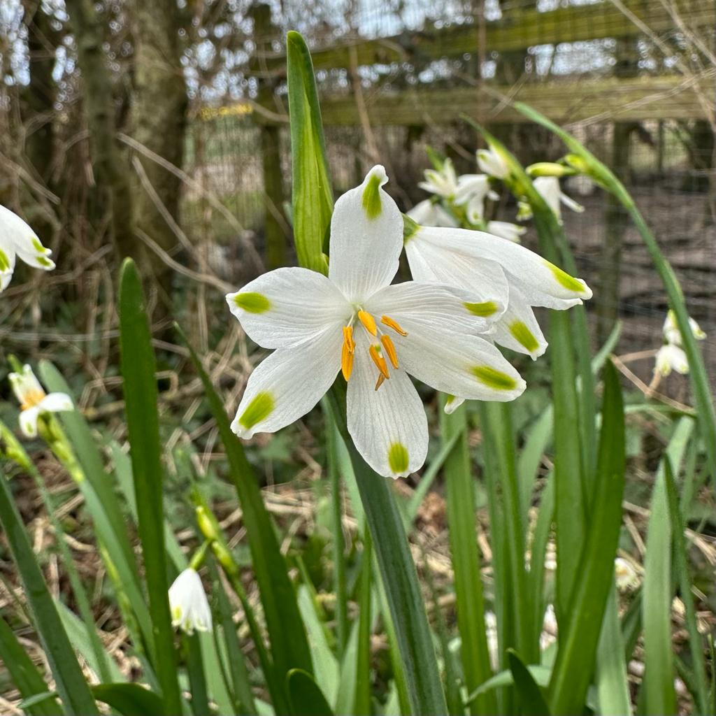 Leucojum aestivum Gravetye Giant - Spring specialty bulbs - Fluwel