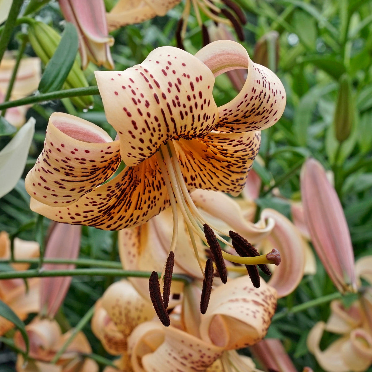 Lilium Tiger Babies - Lilies - Fluwel