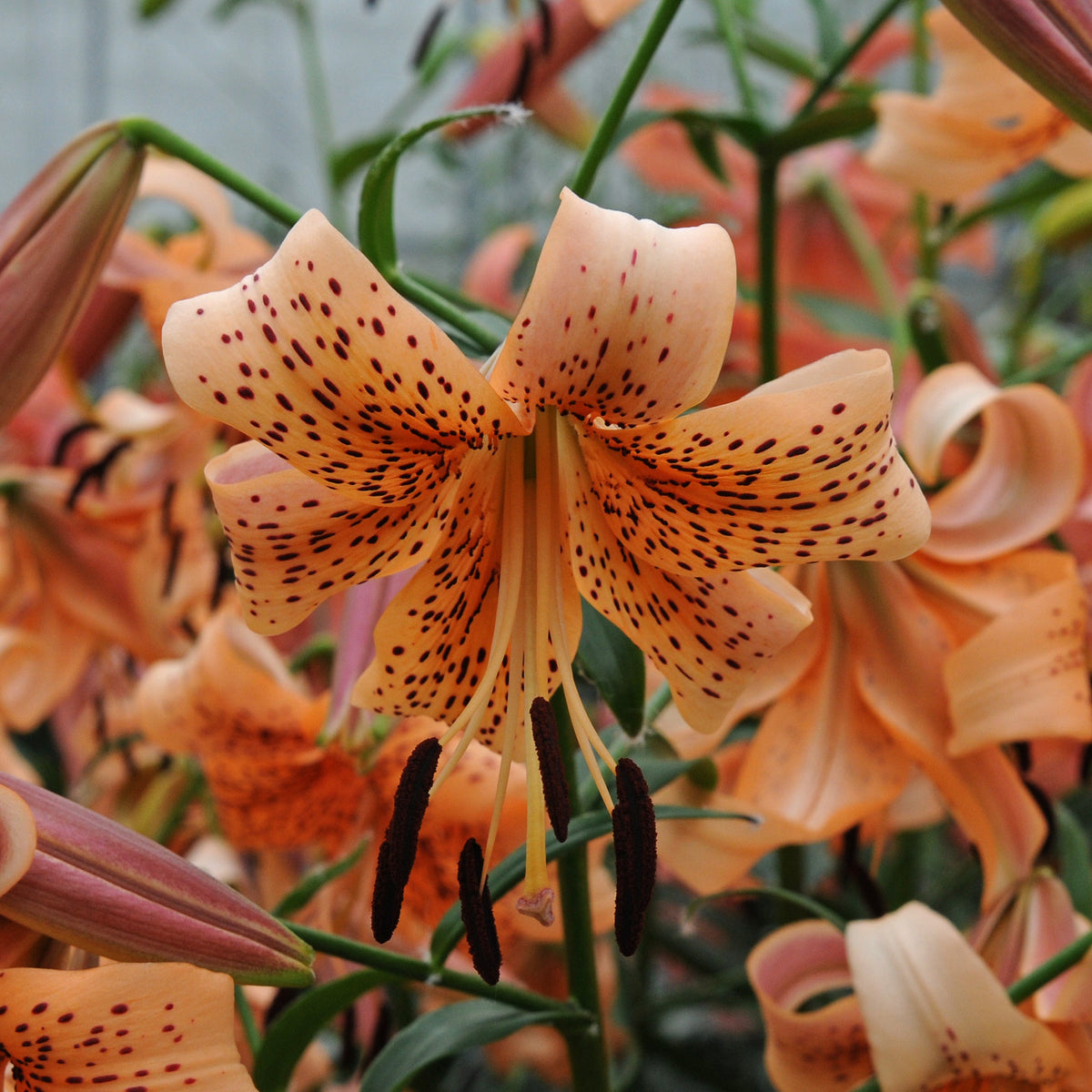 Lilium Tiger Babies - Lilies - Fluwel