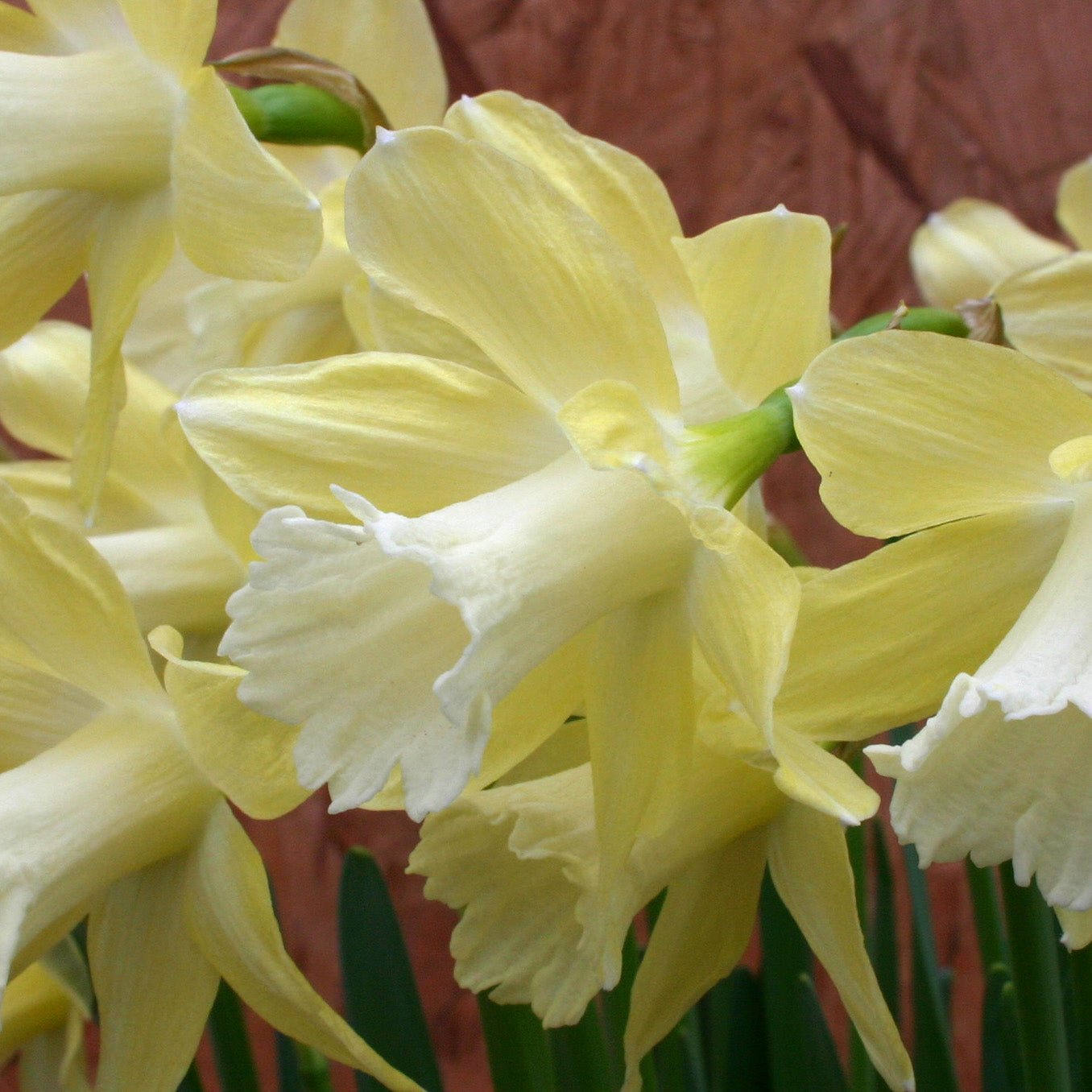 Little Spell - Special Narcissus - Fluwel
