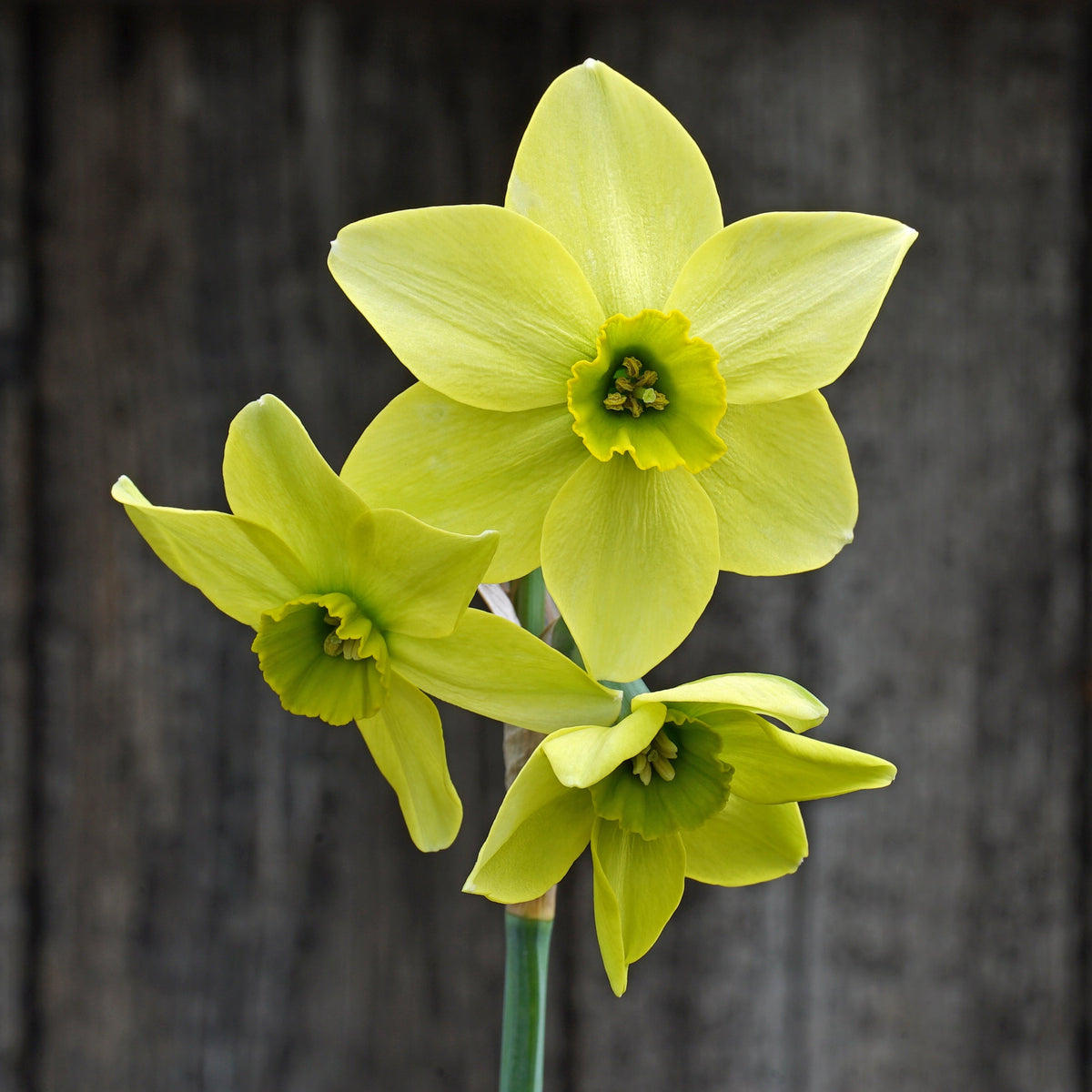 Mesa Verde - Narcissus - Fluwel