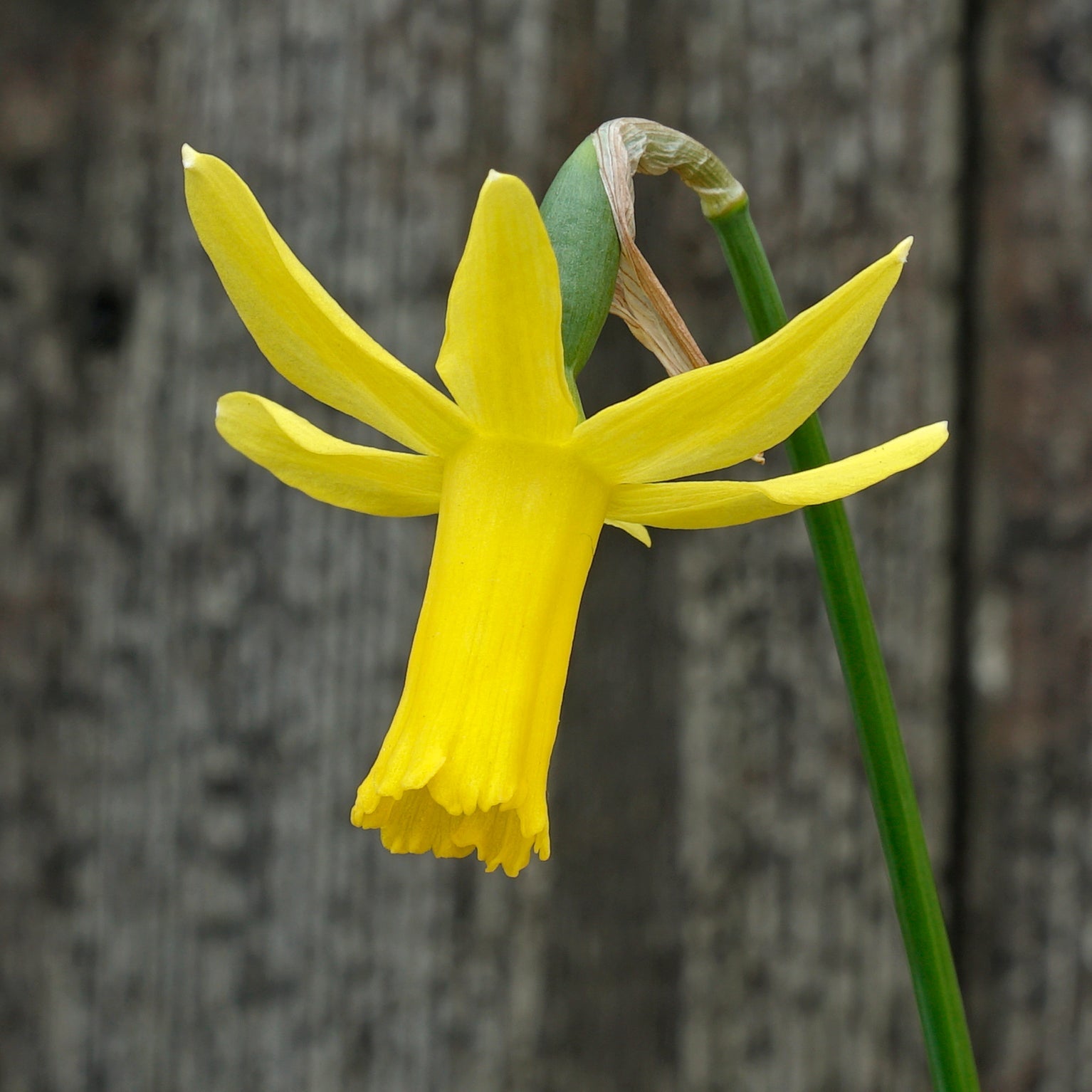 Minicycla Group - Special Narcissus - Fluwel