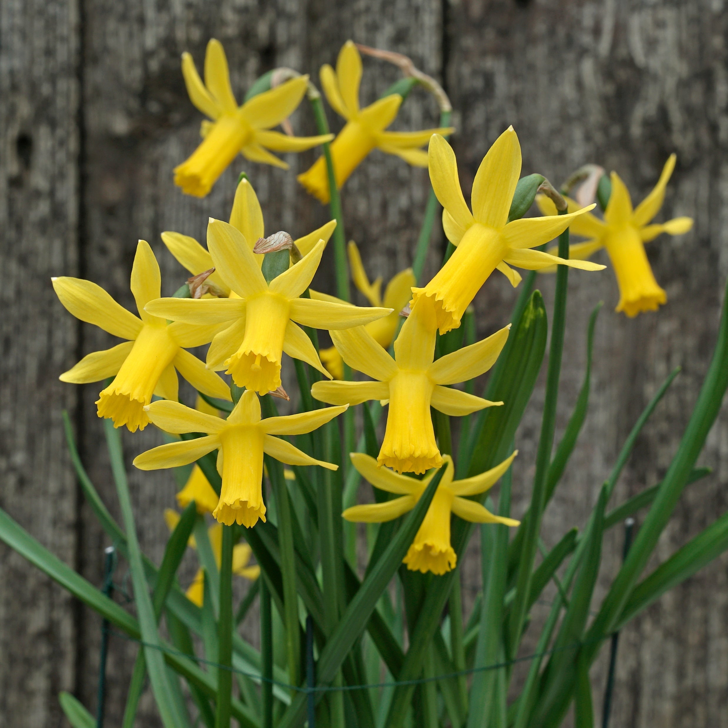 Minicycla Group - Special Narcissus - Fluwel