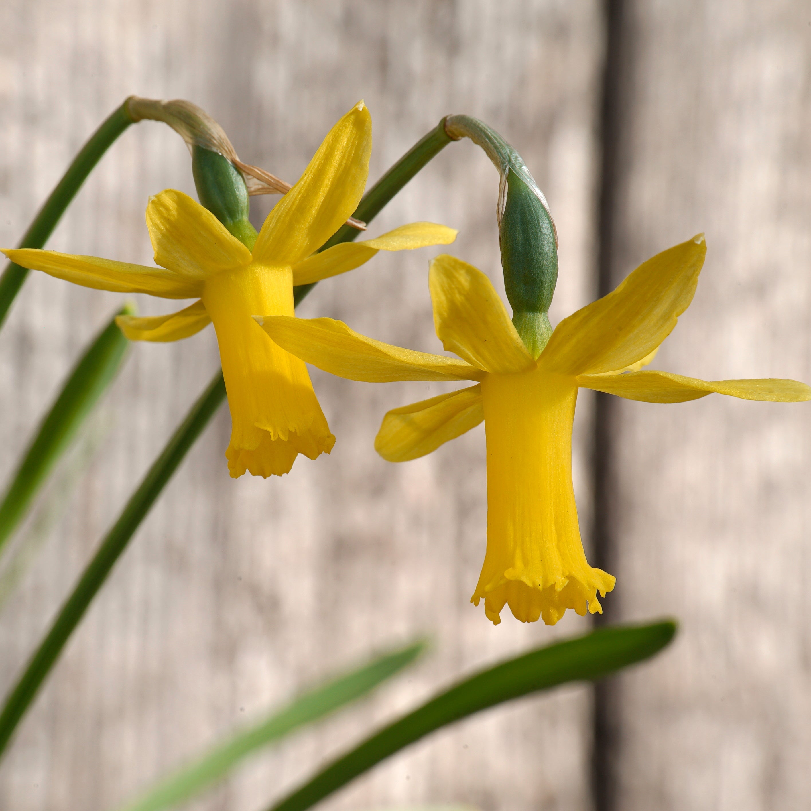 Minicycla Group - Special Narcissus - Fluwel