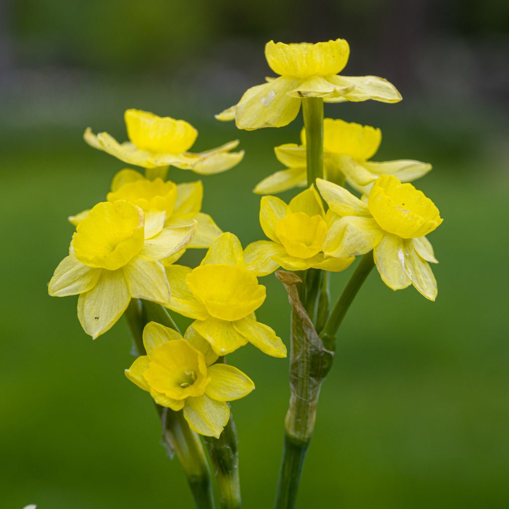 Miss Klein - Special Narcissus - Fluwel