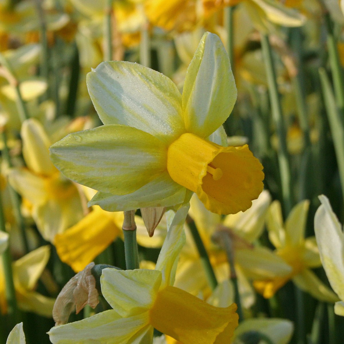 Mother Duck - Narcissus - Fluwel