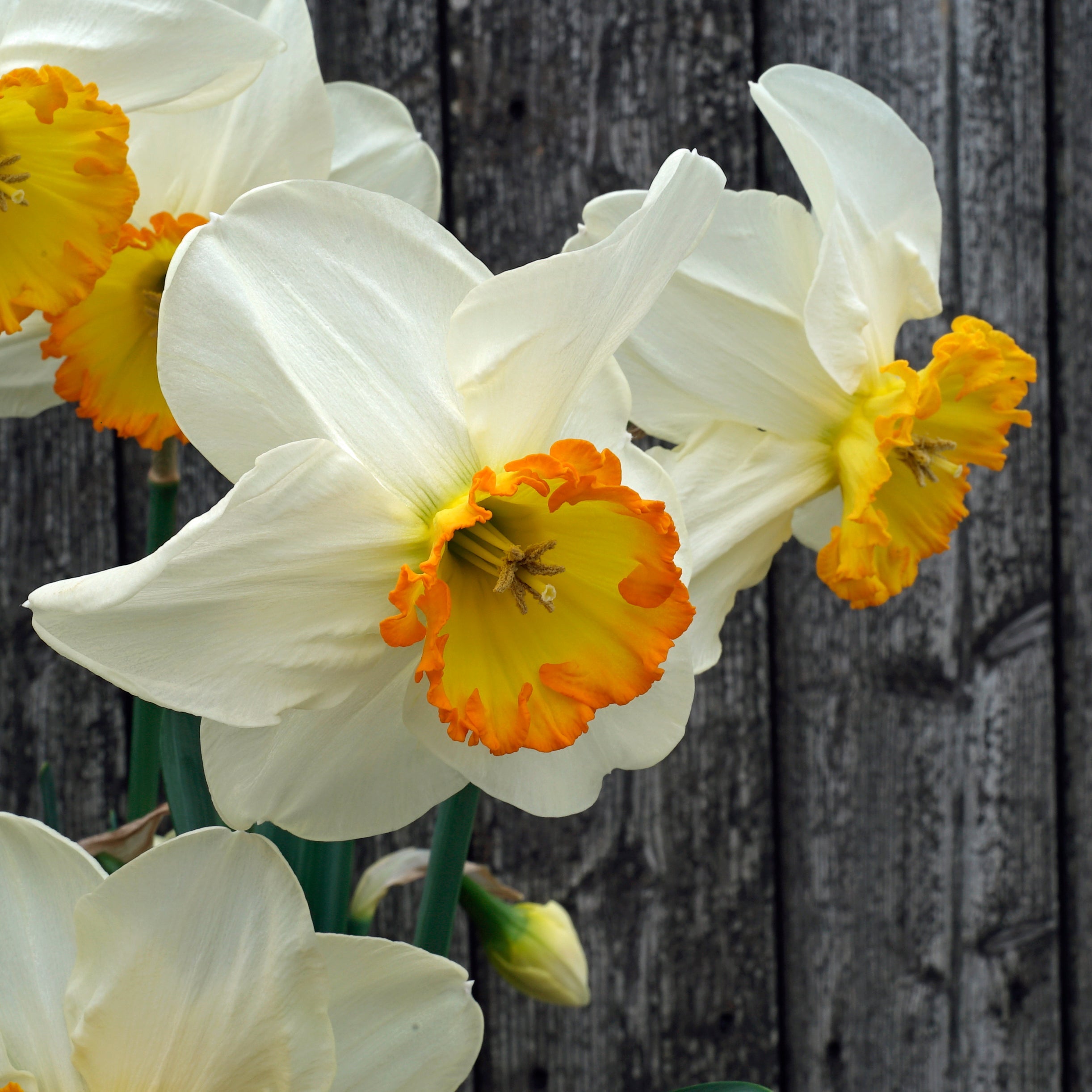 Muy Bien - Special Narcissus - Fluwel