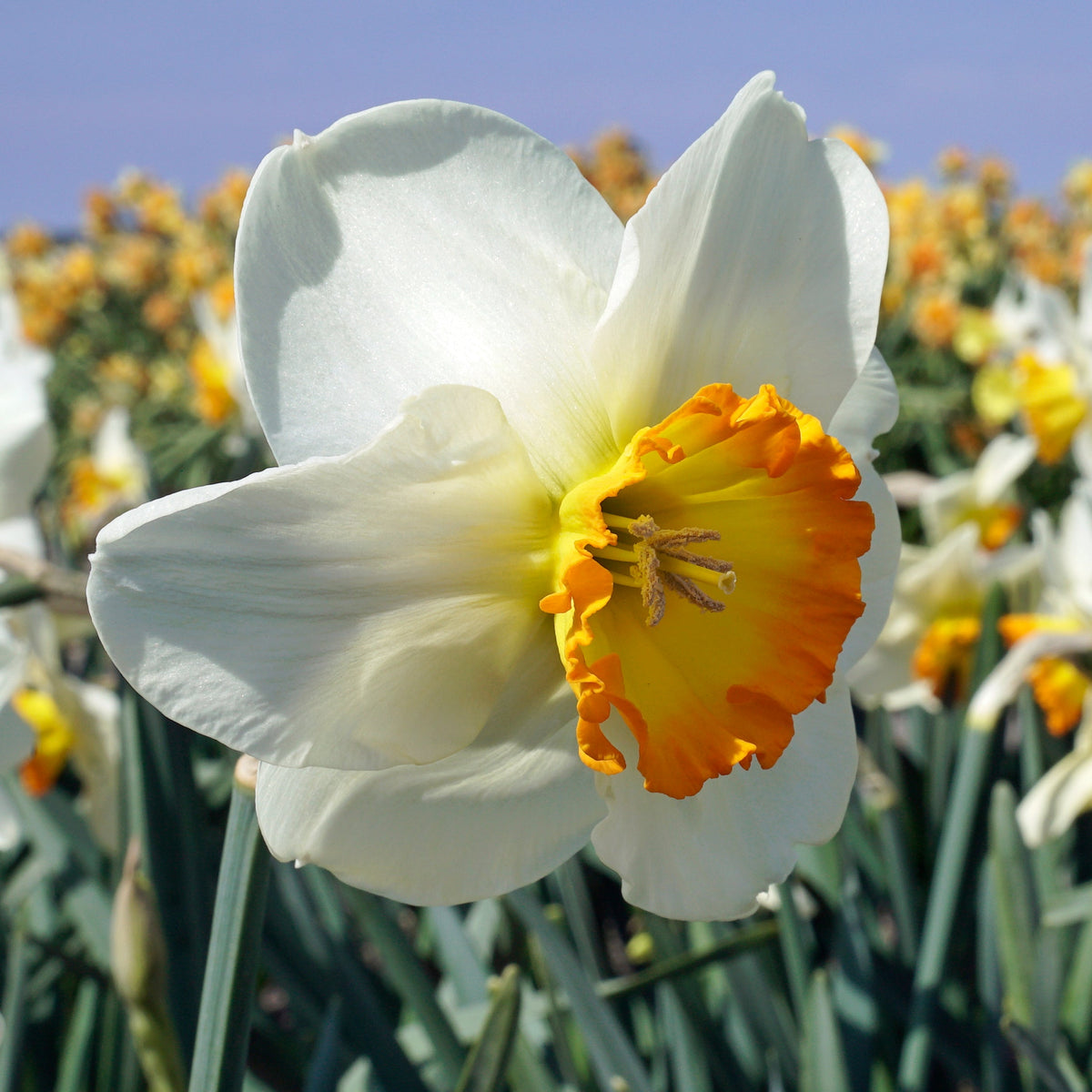 Muy Bien - Special Narcissus - Fluwel