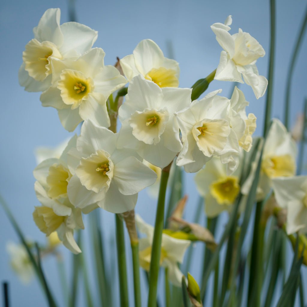 Nico - Special Narcissus - Fluwel