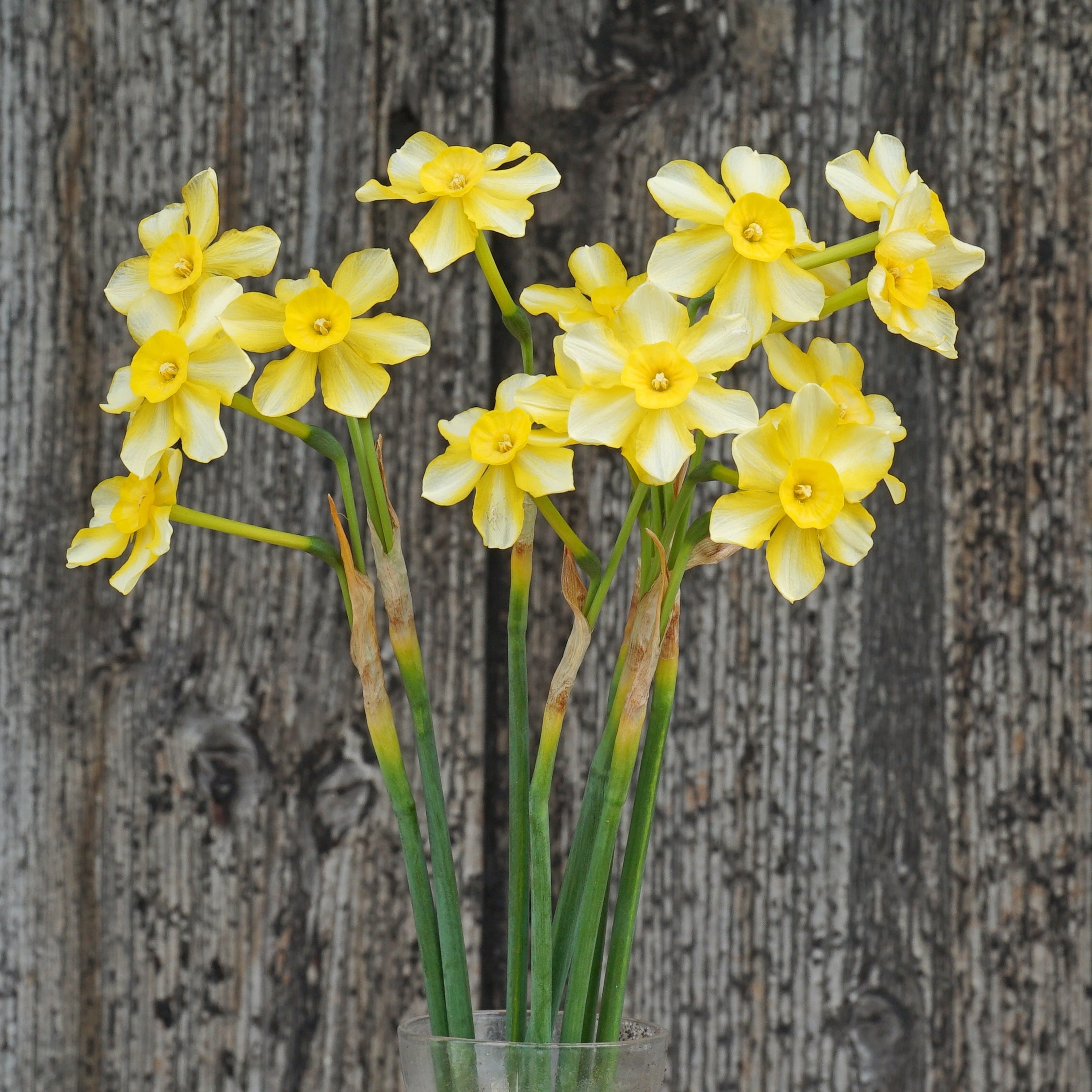 Oma - Special Narcissus - Fluwel