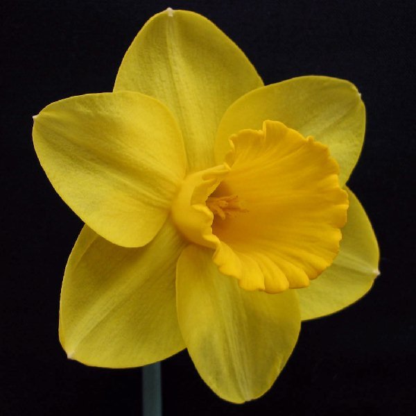 Ombersley - Special Narcissus - Fluwel