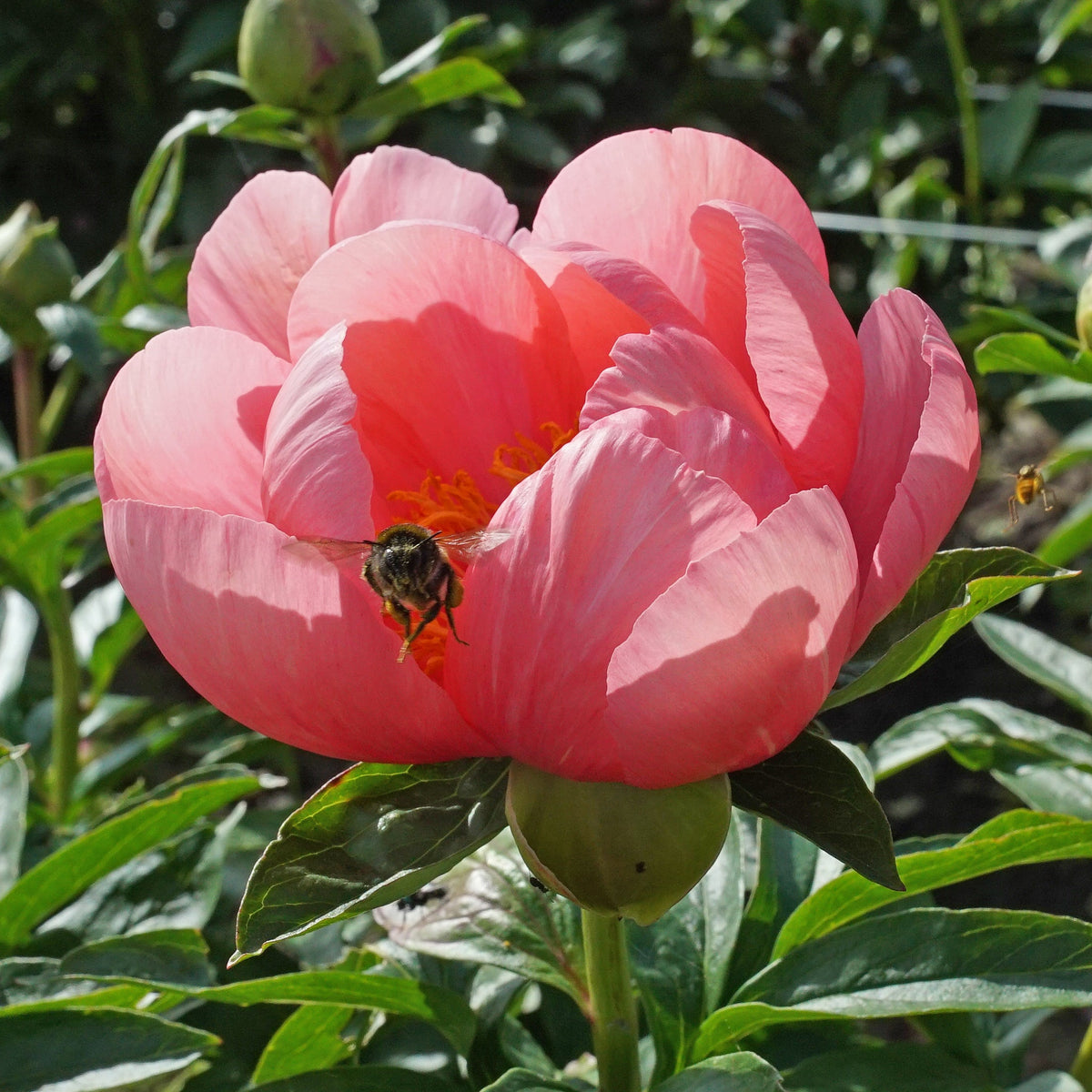 Peony Lovely Rose - Peonies - Fluwel