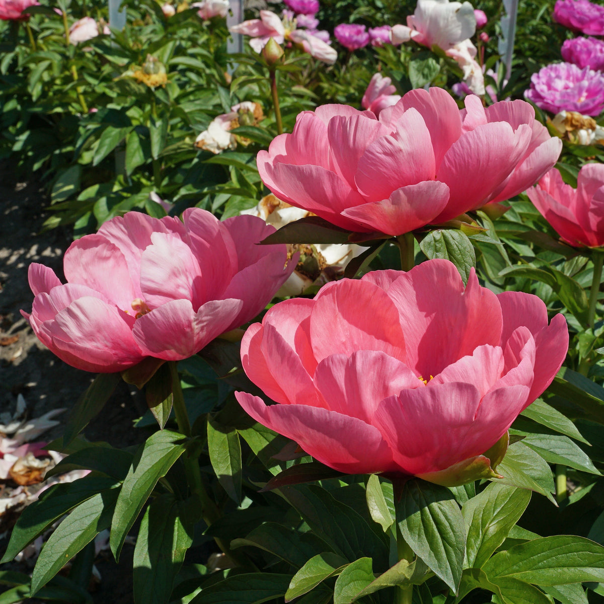 Peony Lovely Rose - Peonies - Fluwel