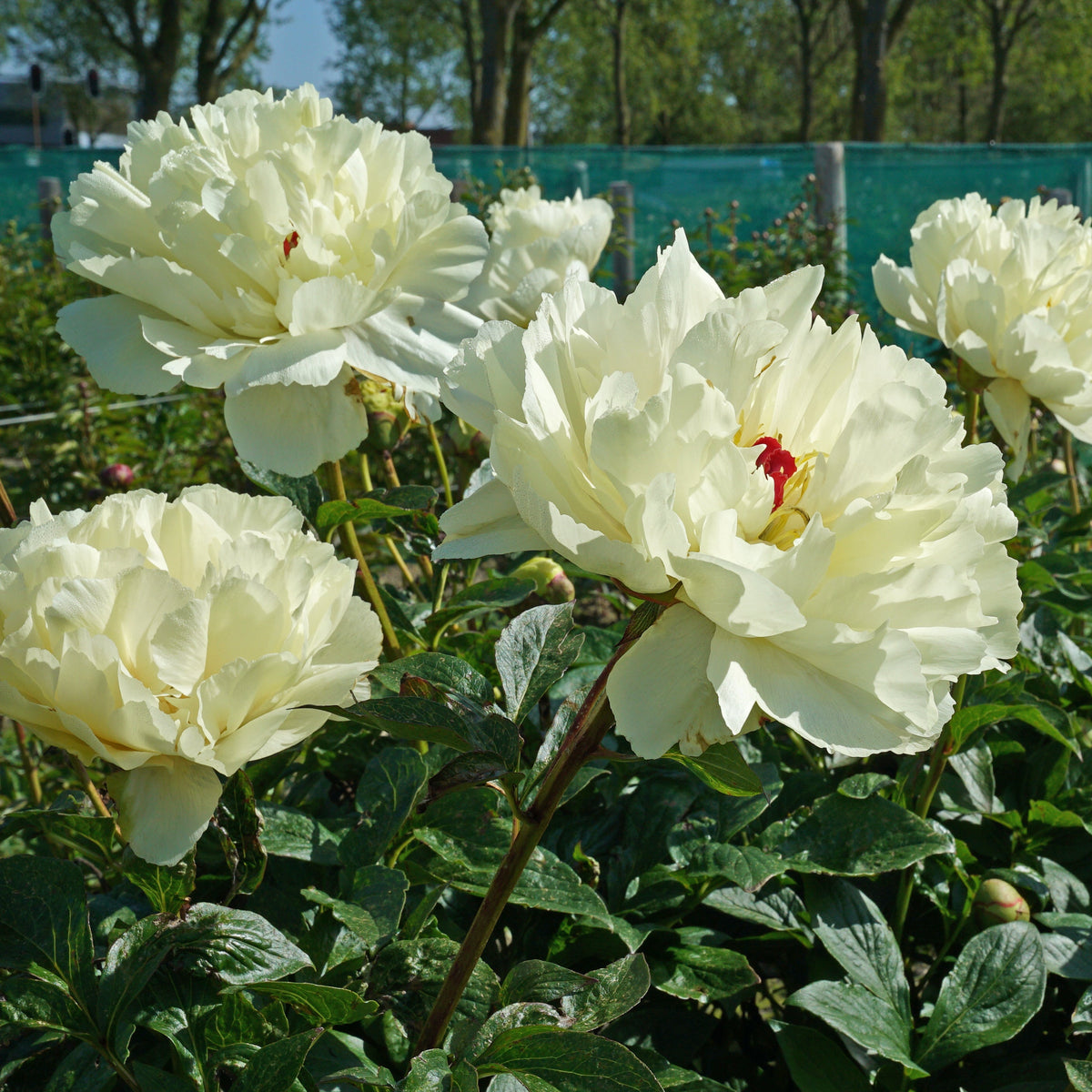 Peony Vanilla Schnapps - Peonies - Fluwel