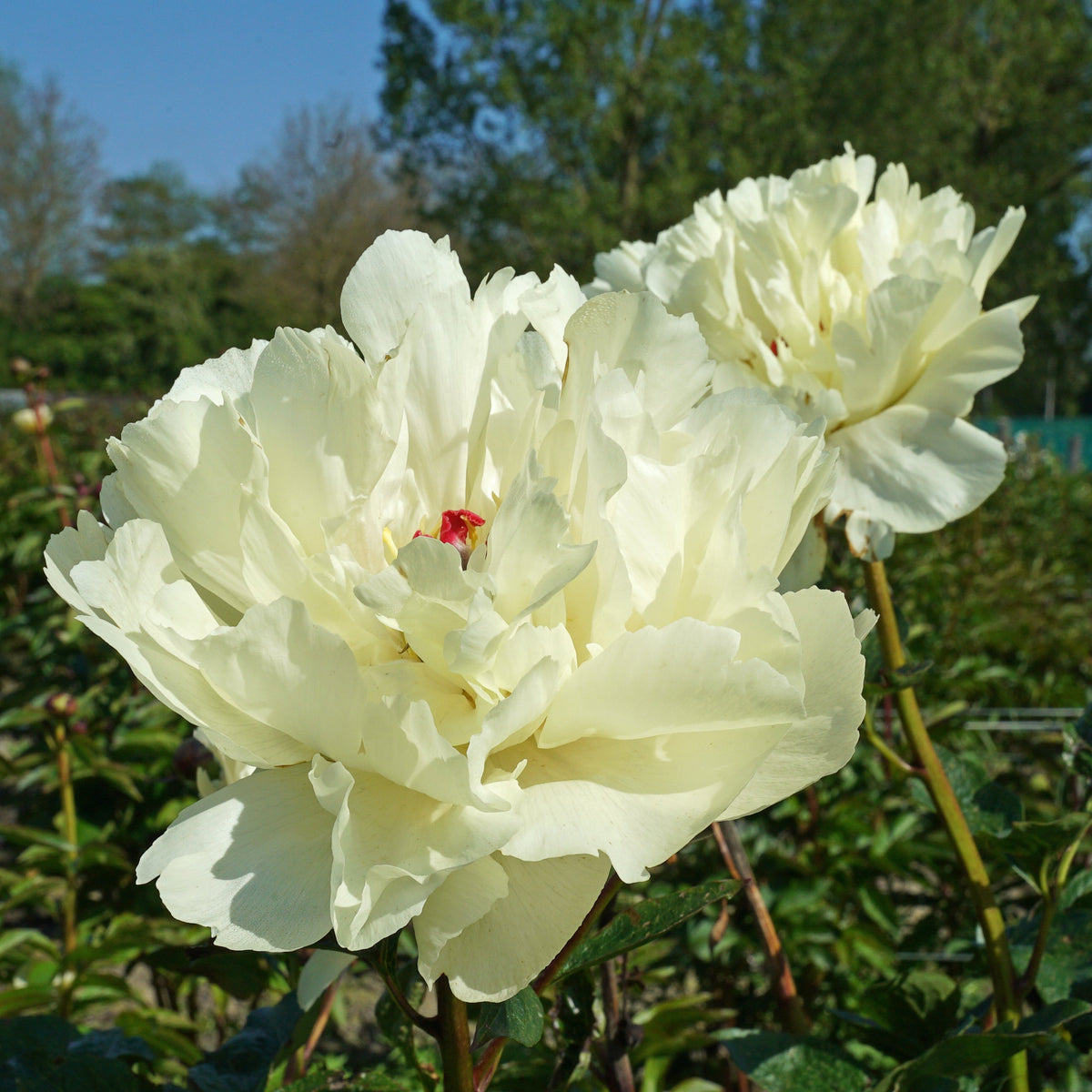 Peony Vanilla Schnapps - Peonies - Fluwel