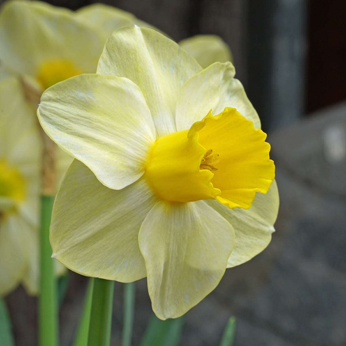 Perfect Ten - Special Narcissus - Fluwel