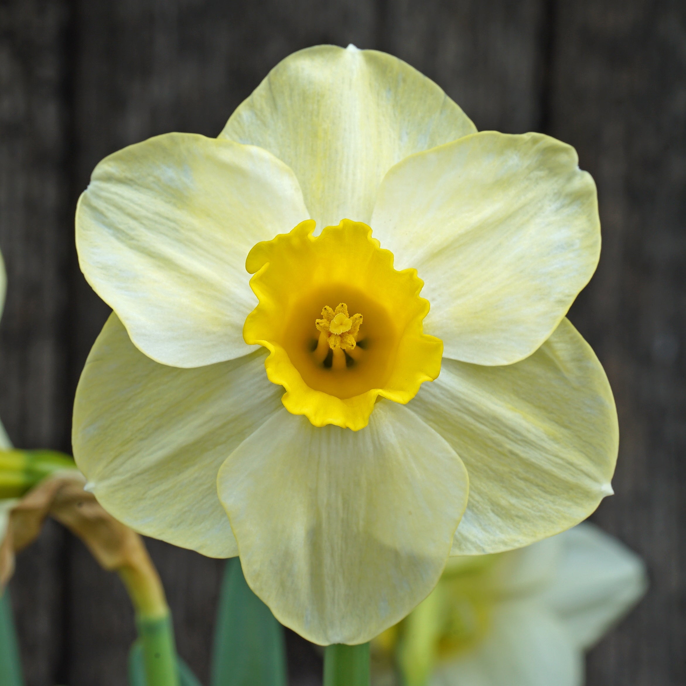 Perfect Ten - Special Narcissus - Fluwel
