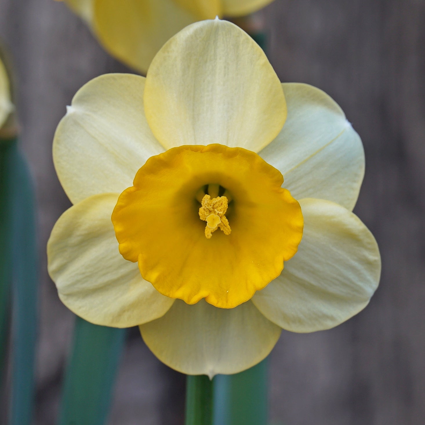 Pipo - Special Narcissus - Fluwel