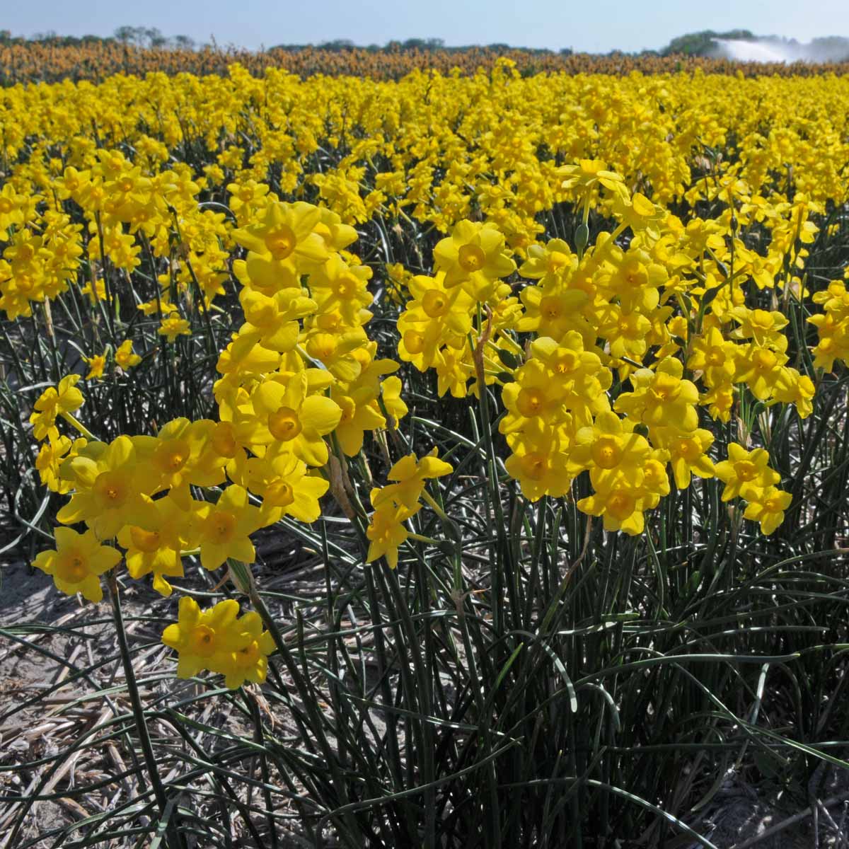 Pixie's Sister - Special Narcissus - Fluwel