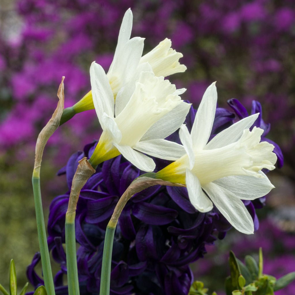 Pledge - Special Narcissus - Fluwel