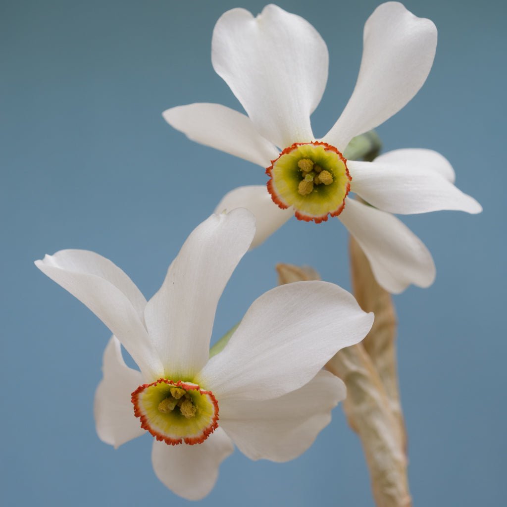 poeticus physaloides - Special Narcissus - Fluwel
