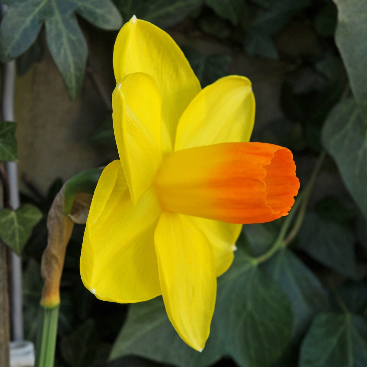 Pompiere - Special Narcissus - Fluwel
